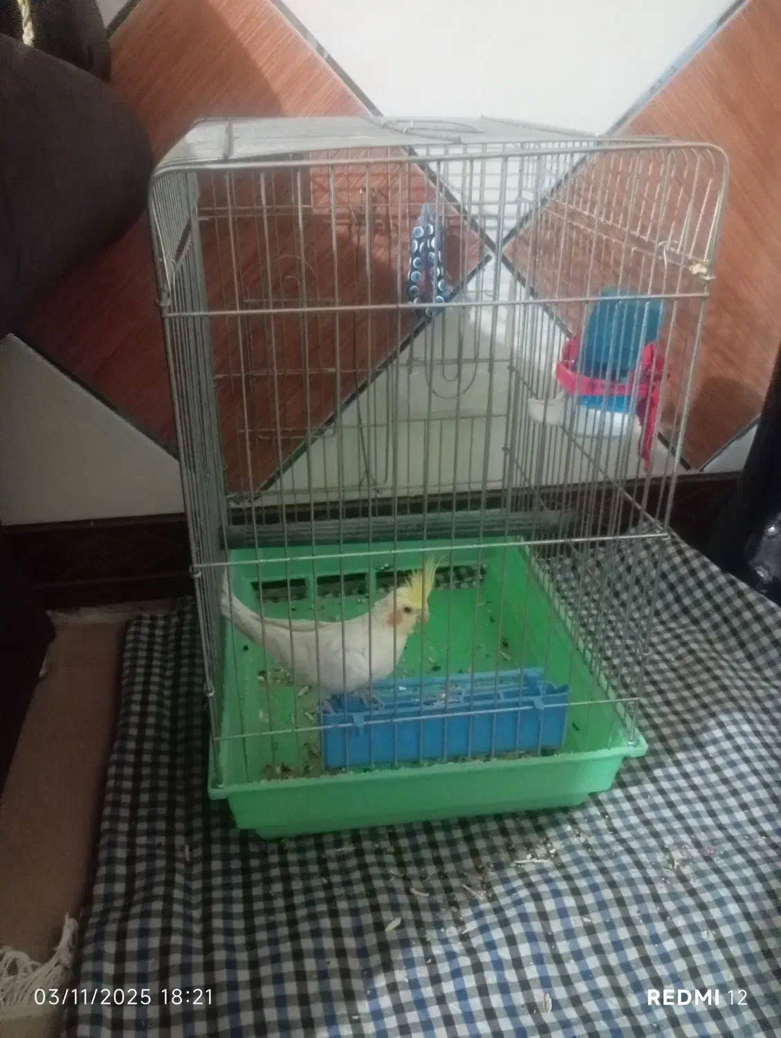 عروس هلندی با قفس|پرنده|خرمدره, |دیوار