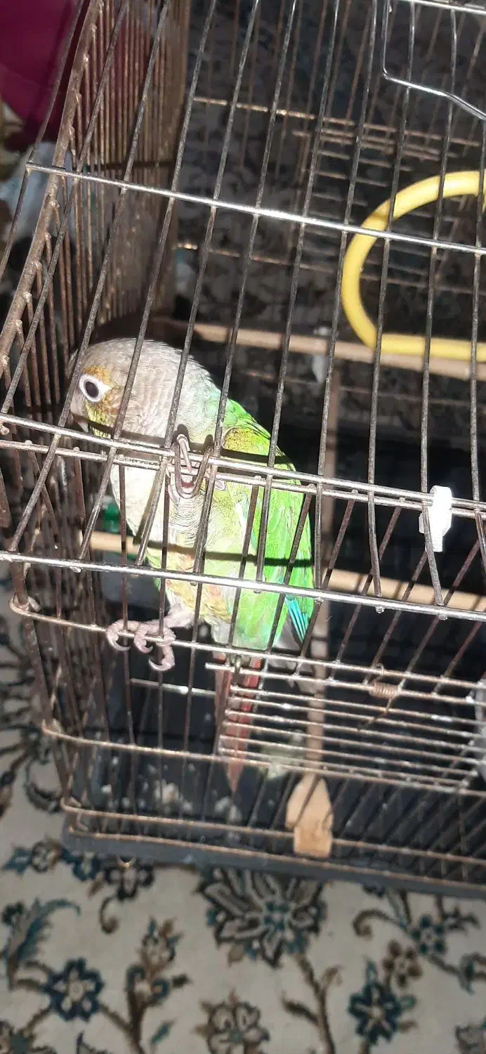 گرینچیک سخنگو|پرنده|ری, حمزه‌آباد|دیوار