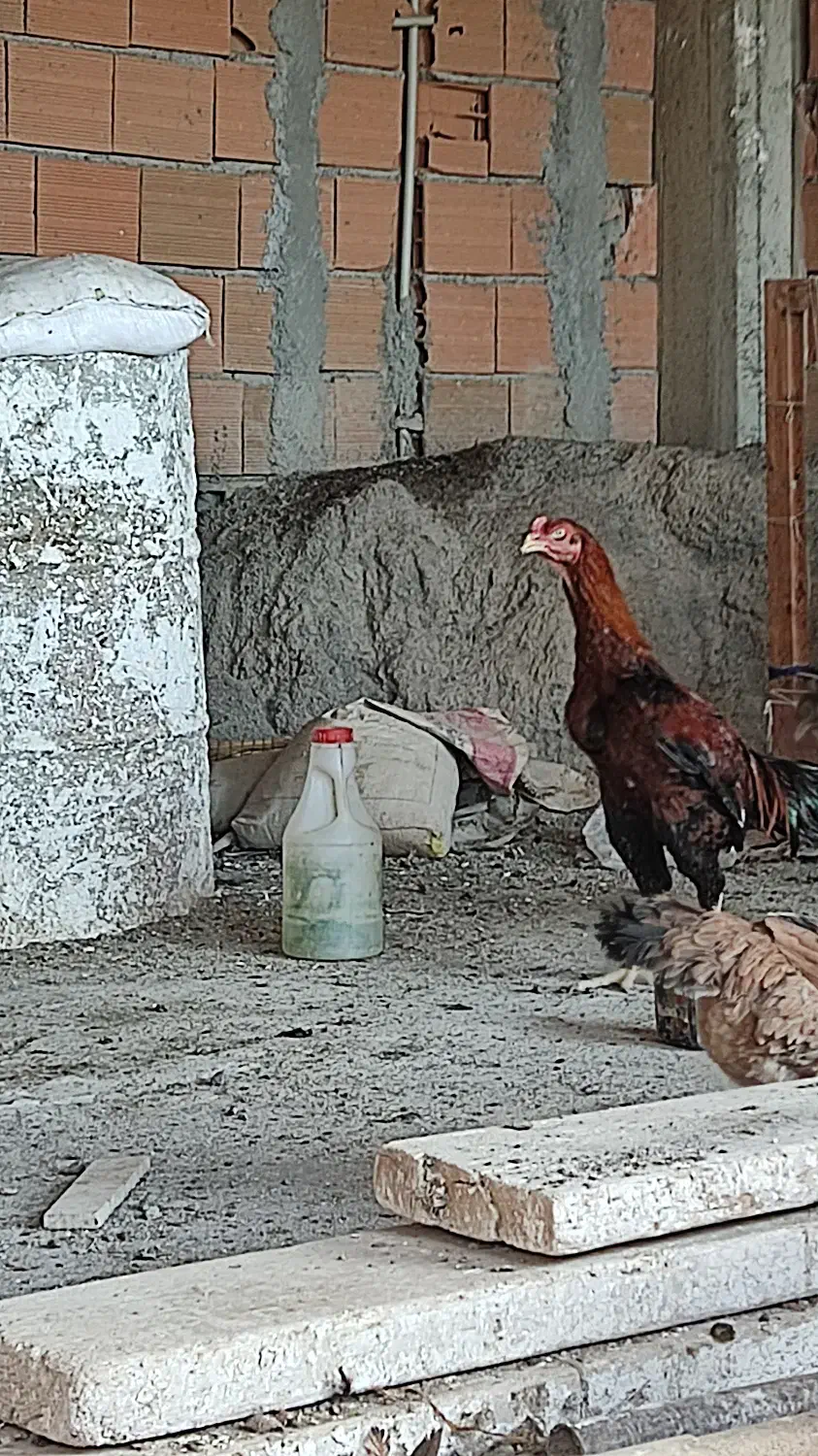 مرغ لاری نر|حیوانات مزرعه|بهشهر, |دیوار