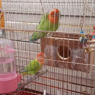 فروشی دو عدد به همراه قفس|پرنده|اهر, |دیوار