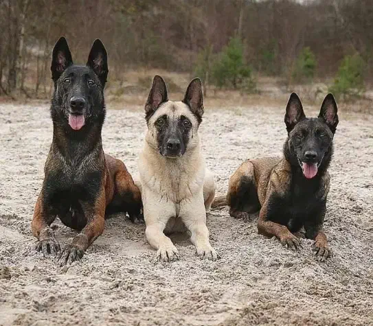 واگذاری سگ نگهبان قبول میکنم|سگ|شاهینشهر, شهرک امید|دیوار