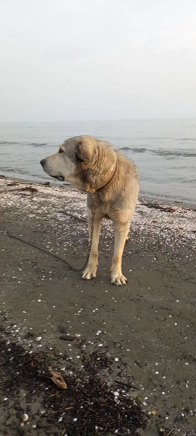 پژدر|سگ|ابهر, |دیوار