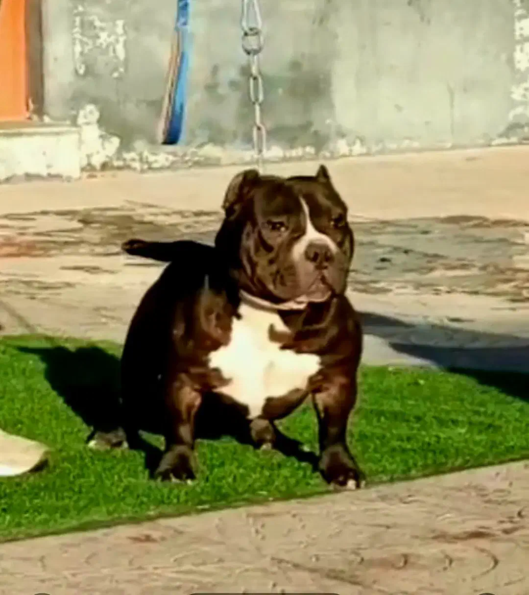 امریکن بولی|سگ|بومهن, |دیوار