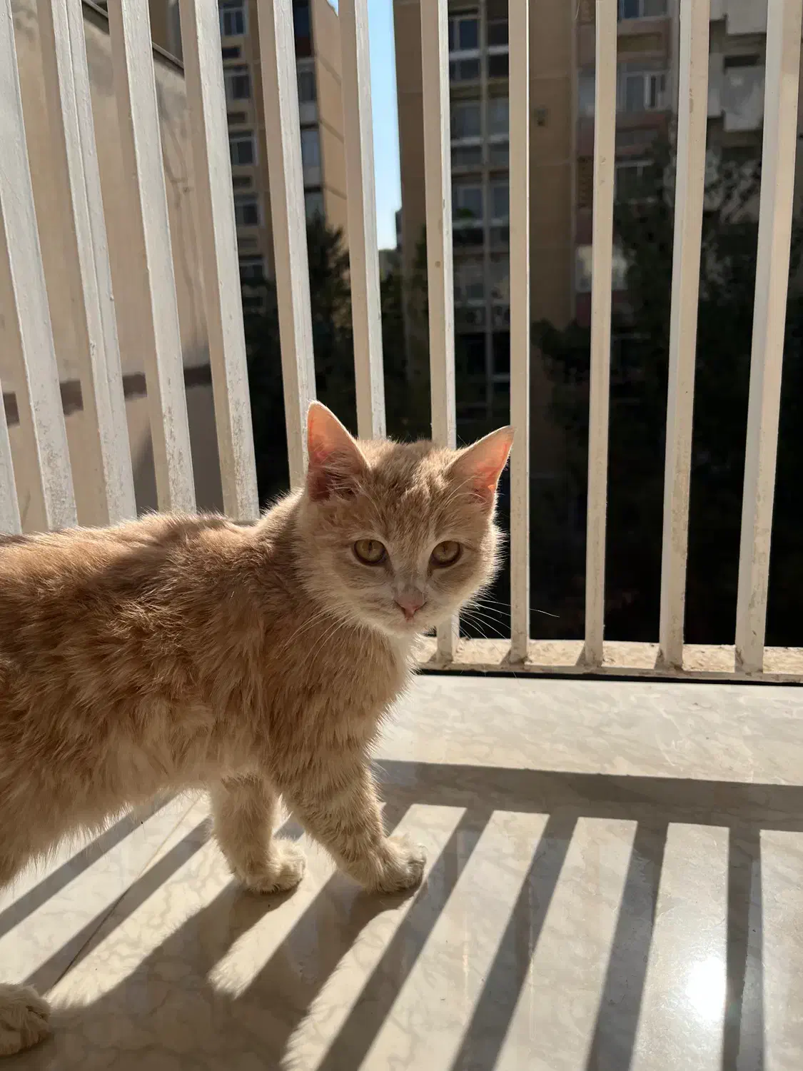 واگذاری رایگان گربه|گربه|شیراز, گلدشت معالیآباد|دیوار