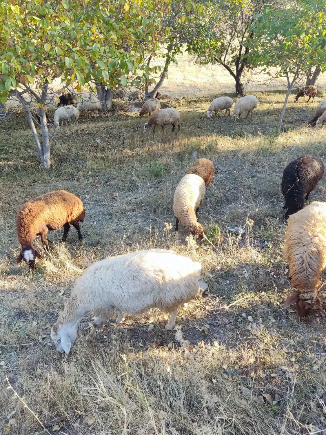 گوسفند بره دار|حیوانات مزرعه|ارشق, |دیوار