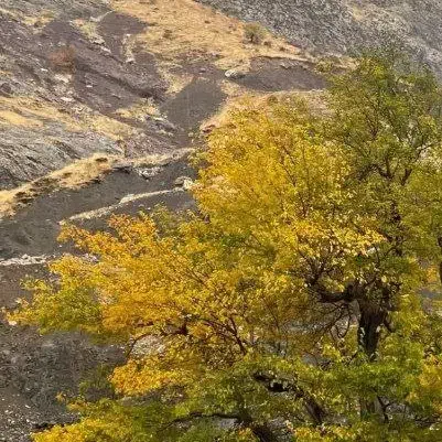 فروش خانه شهرک زاگرس|فروش خانه و ویلا|مریوان, |دیوار