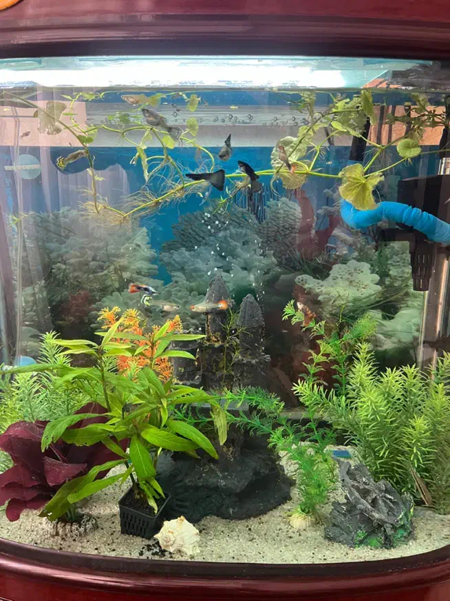 اکواریوم چینی شرکتی بسیارتمیز با تمامی وسایل|ماهی|نیشابور, مسکن مهر نور|دیوار