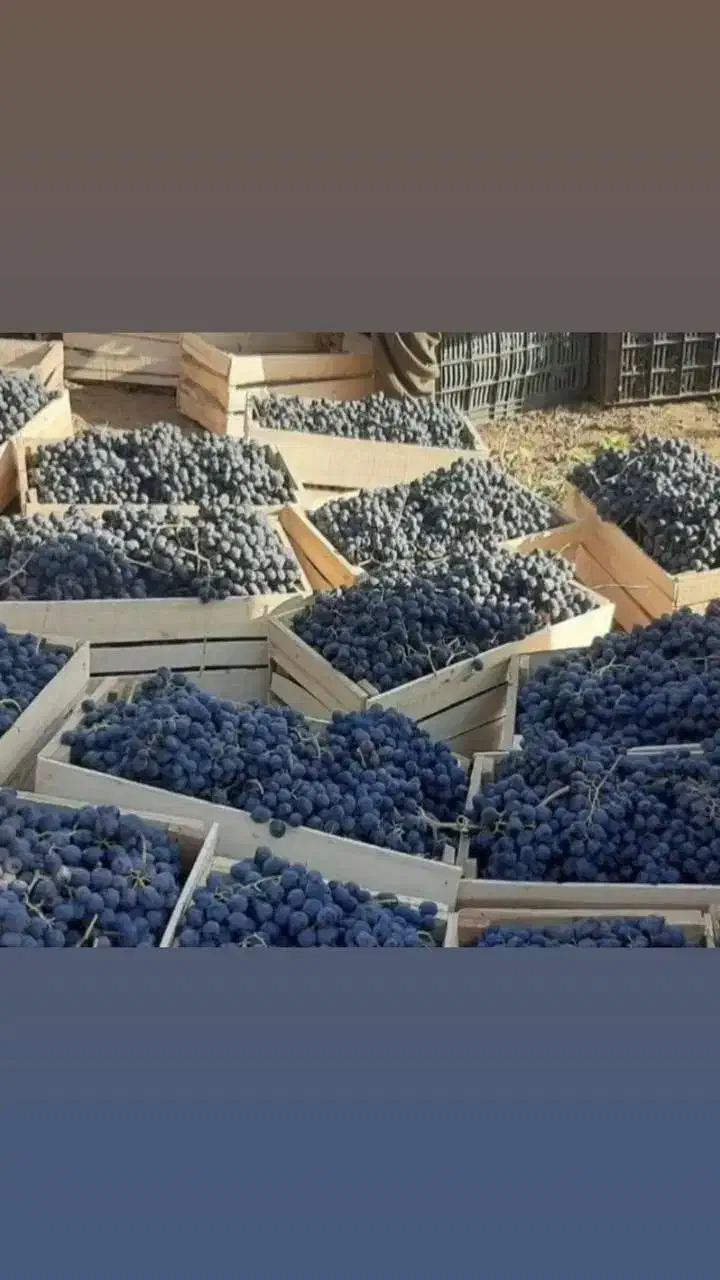 انگور شانی دیم سردشت.سنندج|خوردنی و آشامیدنی|اصفهان, رسالت|دیوار