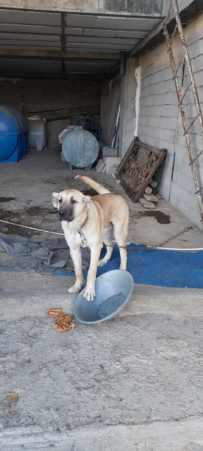 توله سراب ۷ماهه|سگ|شهریار, بکه|دیوار