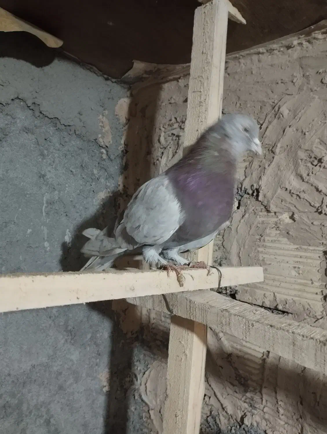 کفتر عتیقه|پرنده|معصومیه, |دیوار