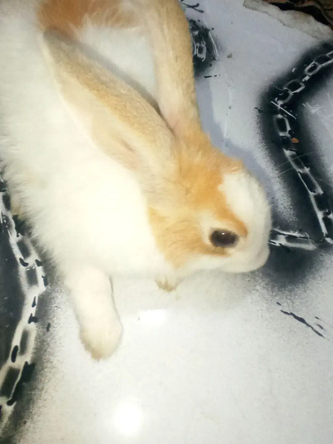 خرگوش|موش و خرگوش|برازجان, |دیوار