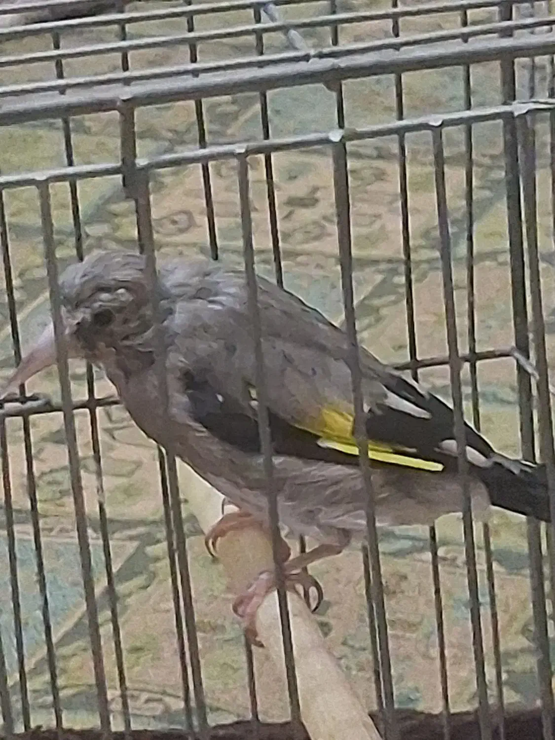 جوجه سهره|پرنده|کرمان, |دیوار