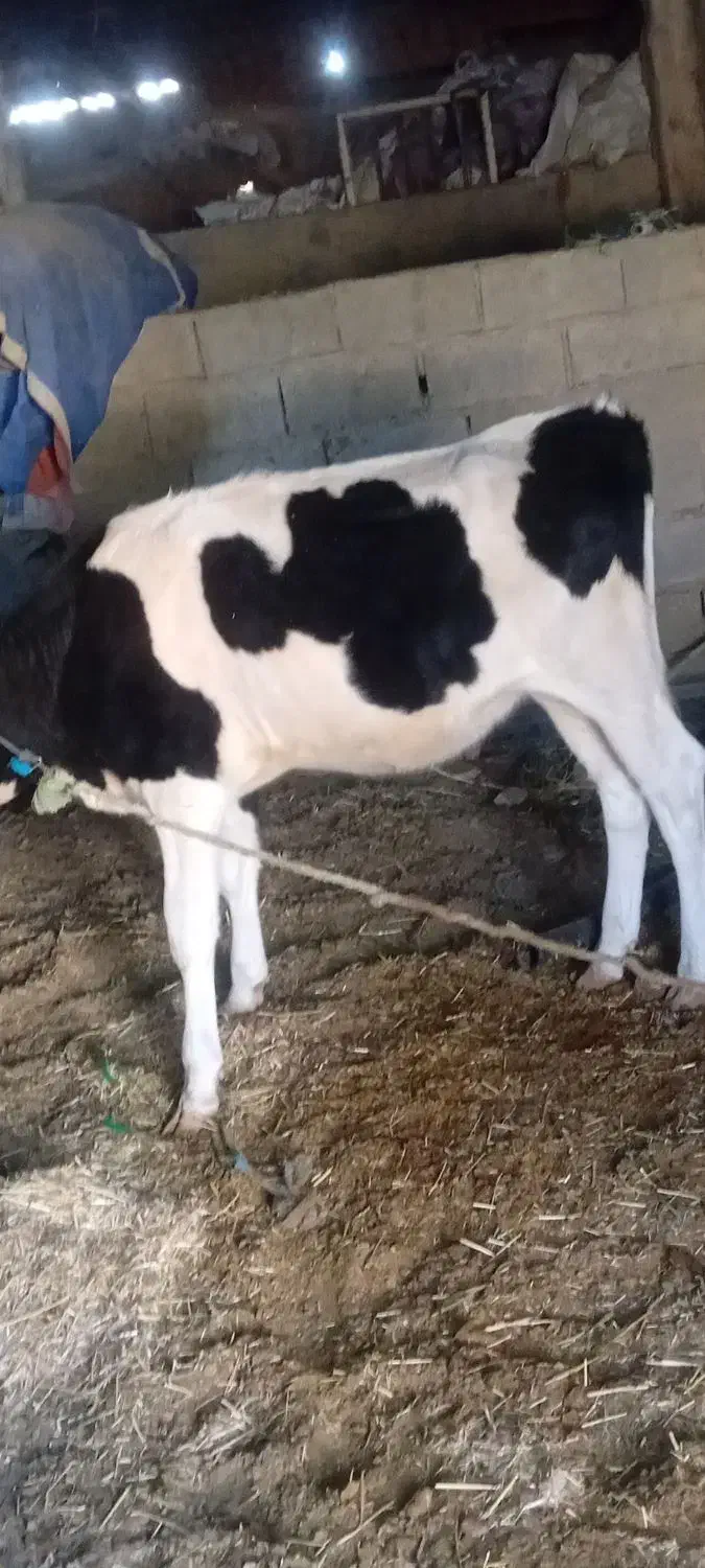 گاو خارجی با گوساله یک ساله برای فروش|حیوانات مزرعه|چمران, |دیوار