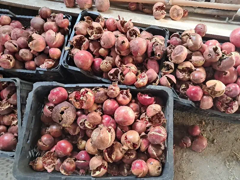 انار آب گیری|خوردنی و آشامیدنی|اصفهان, قهجاورستان|دیوار