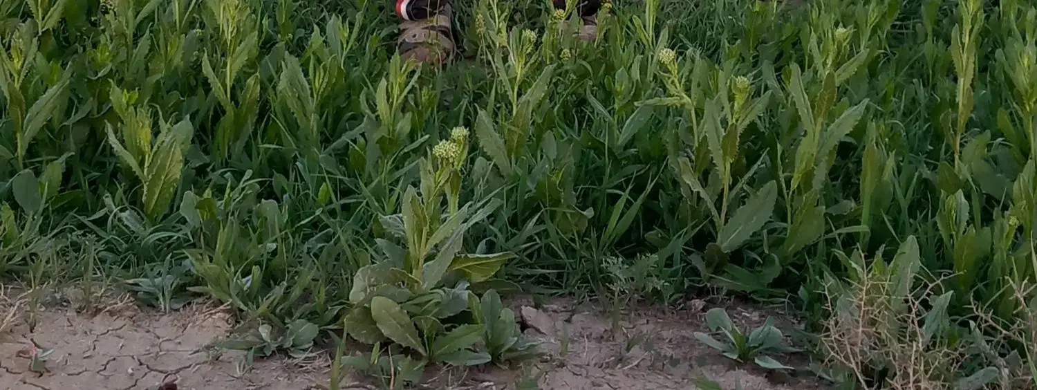 فروش زمین کشاورزی درروستای ملاکندی|فروش دفتر صنعتی، کشاورزی، تجاری|پلدشت, |دیوار