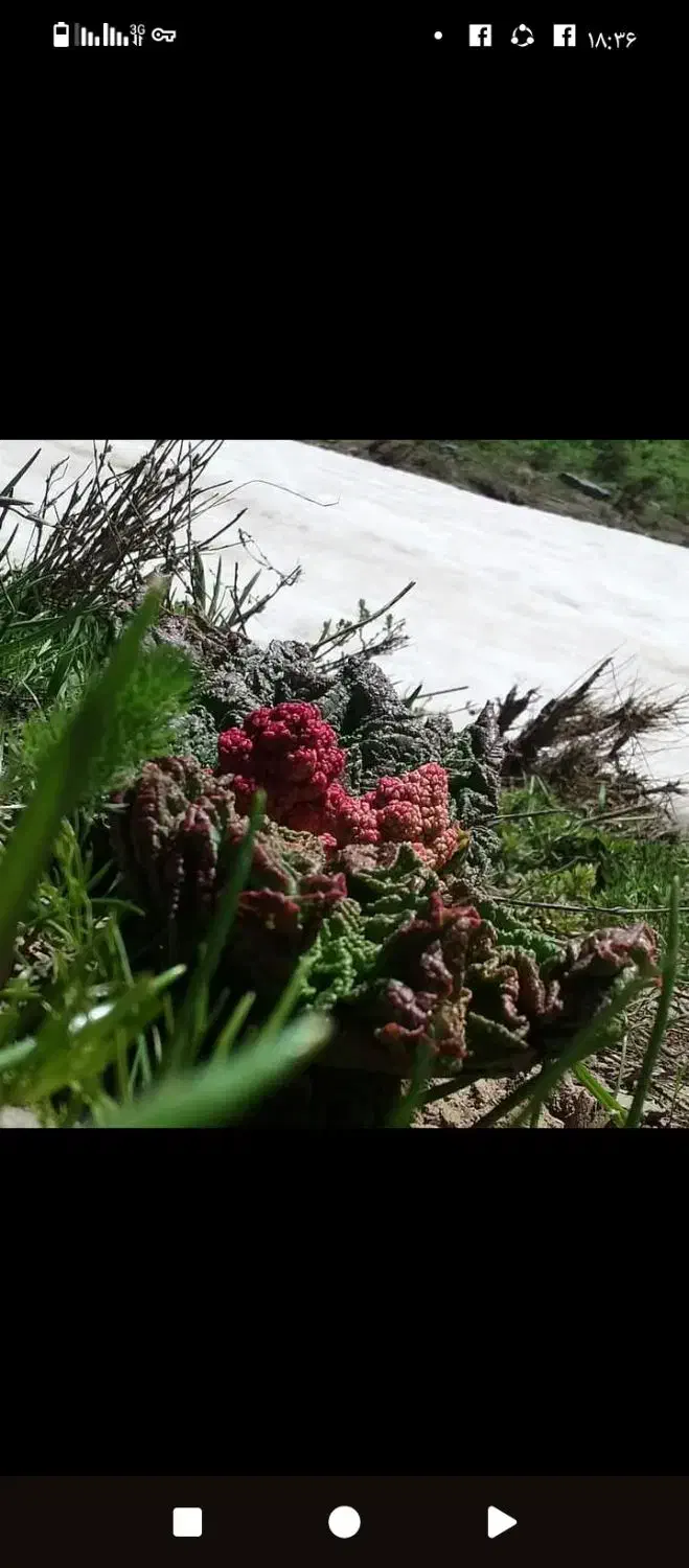 علف کوهستان|لوازم جانبی حیوانات|بانه, |دیوار