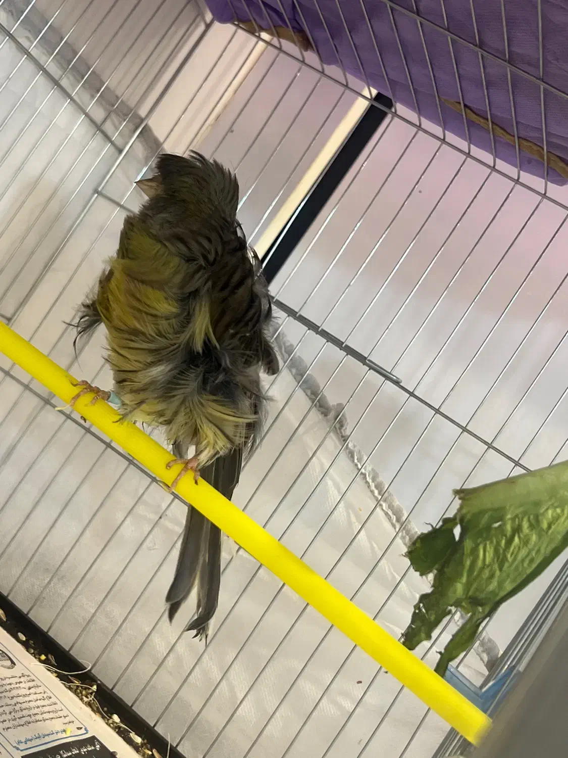 قناری فر ماده اماده|پرنده|رشت, نیکمرام|دیوار