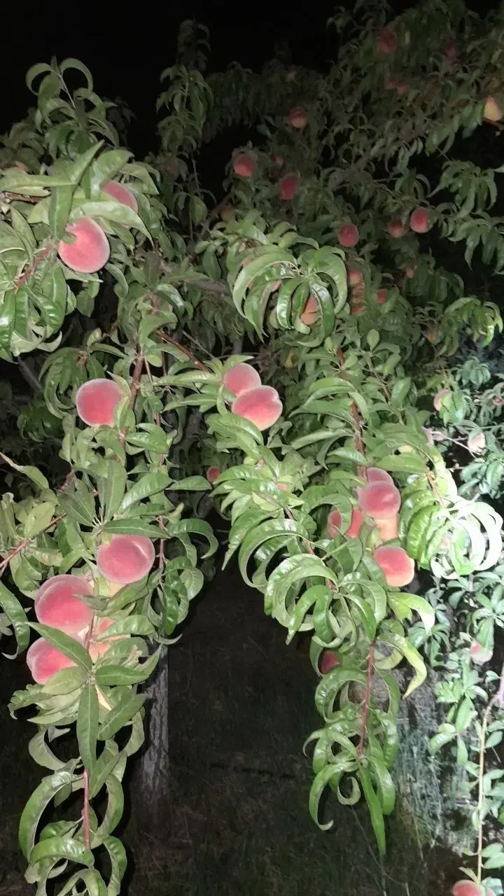 باغبانی و رسیدگی کلی|خدمات باغبانی و درختکاری|مراغه, |دیوار