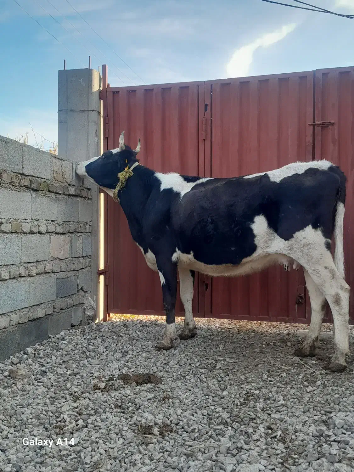 گاو گوساله دار|حیوانات مزرعه|گنبد کاووس, |دیوار