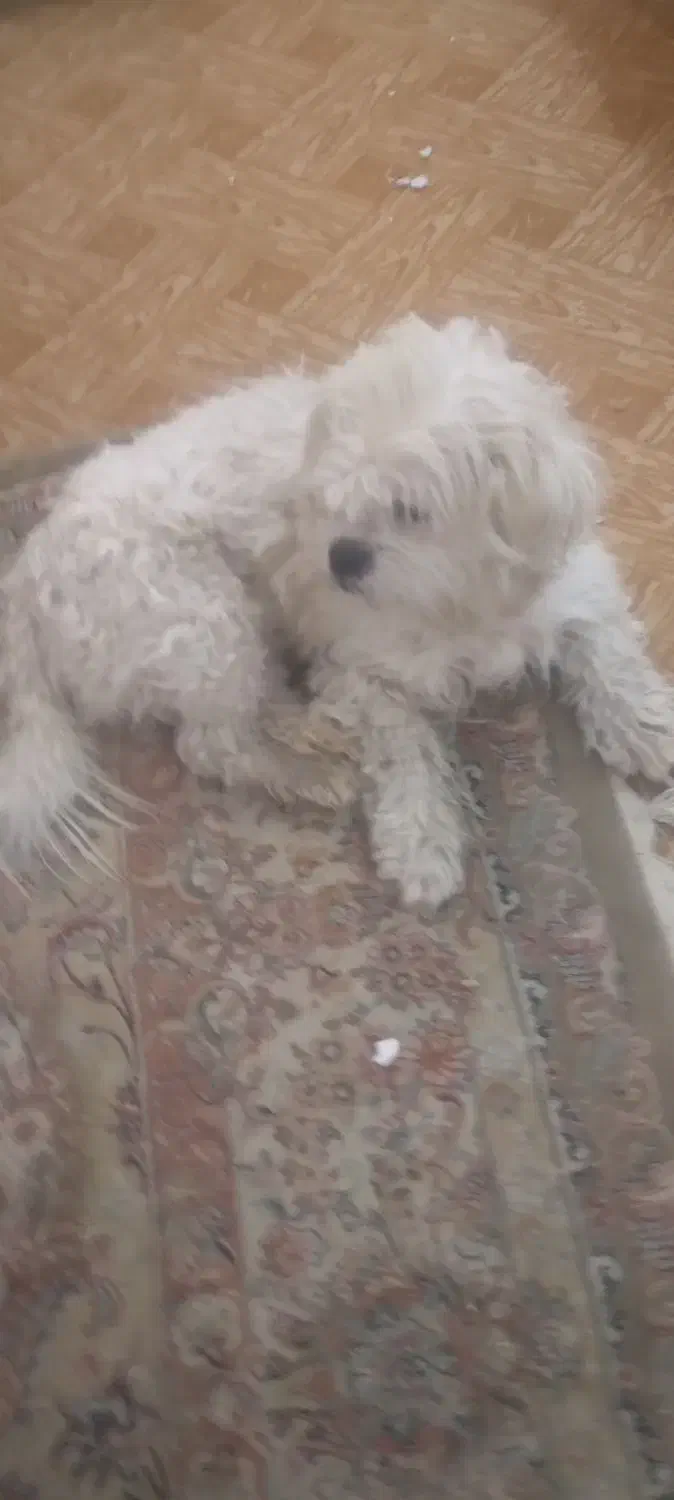 سگ شیتزونر|سگ|پاکدشت, پاکدشت (مامازند)|دیوار