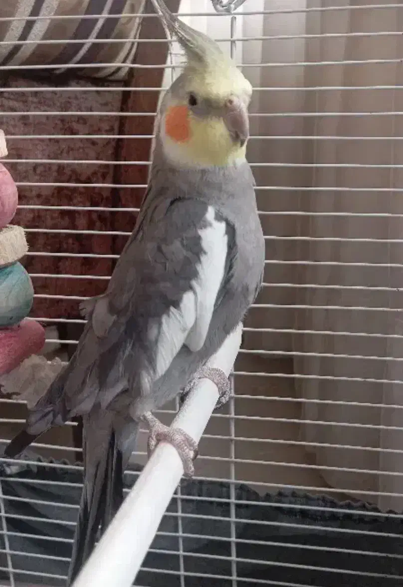 عروس هلندی نر|پرنده|مهاباد (آذربایجان غربی), |دیوار