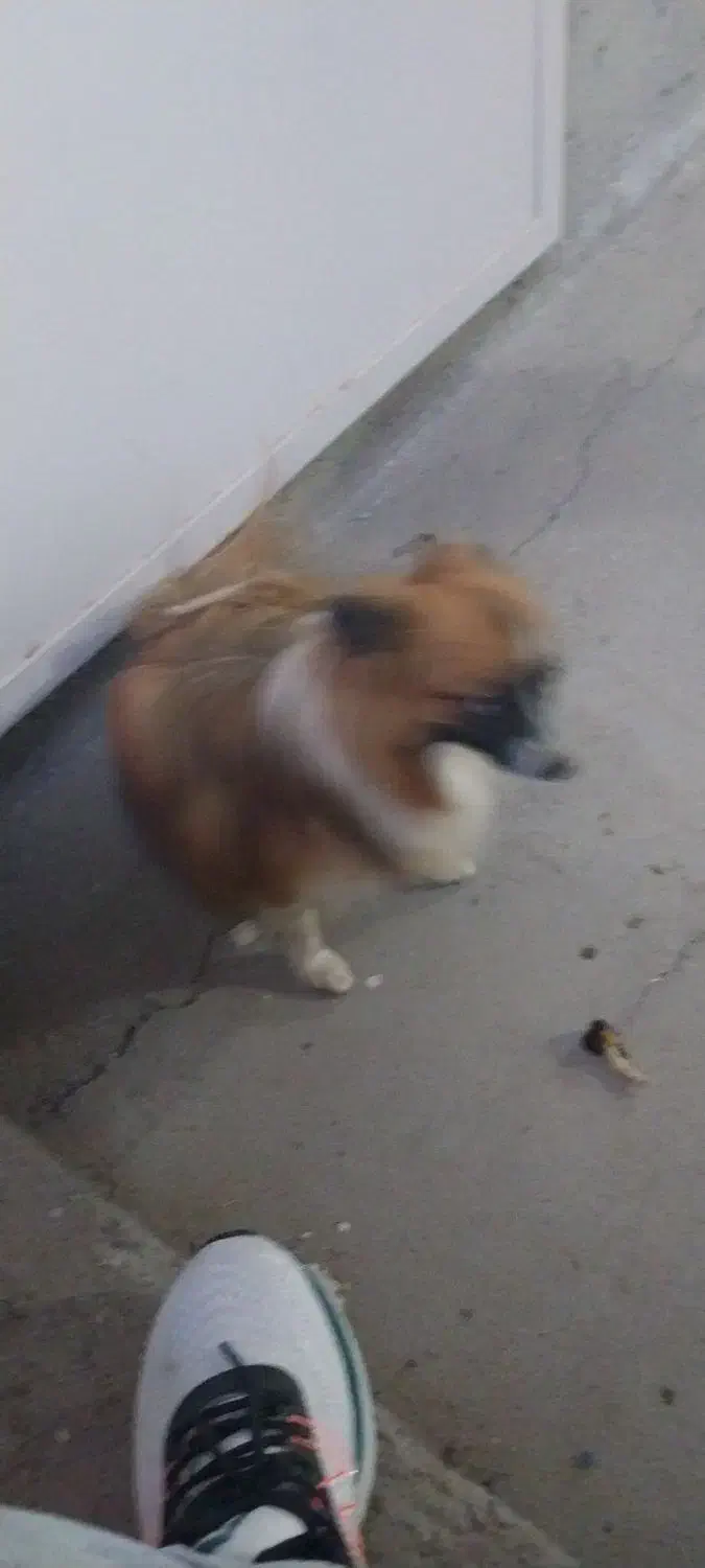 سگ خوب ماده|سگ|زرندیه, |دیوار