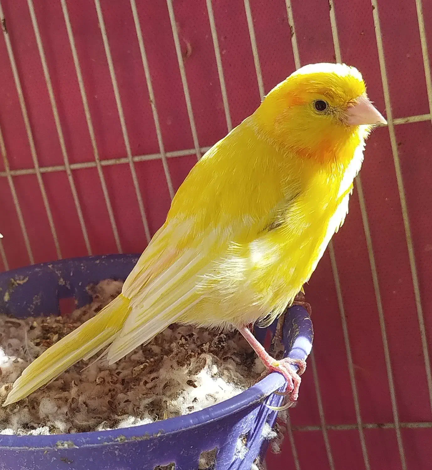 قناری ماده|پرنده|قوچان, |دیوار