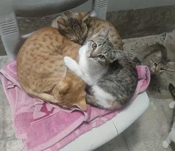 حمایت از گربه ها(سرپرستی)|گربه|تهران, پونک|دیوار