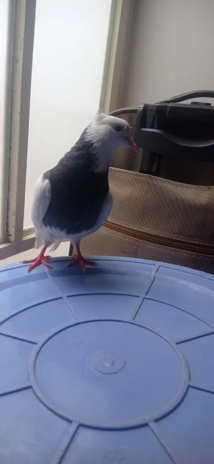 کبوترطوقی|پرنده|مشکین‌دشت, |دیوار