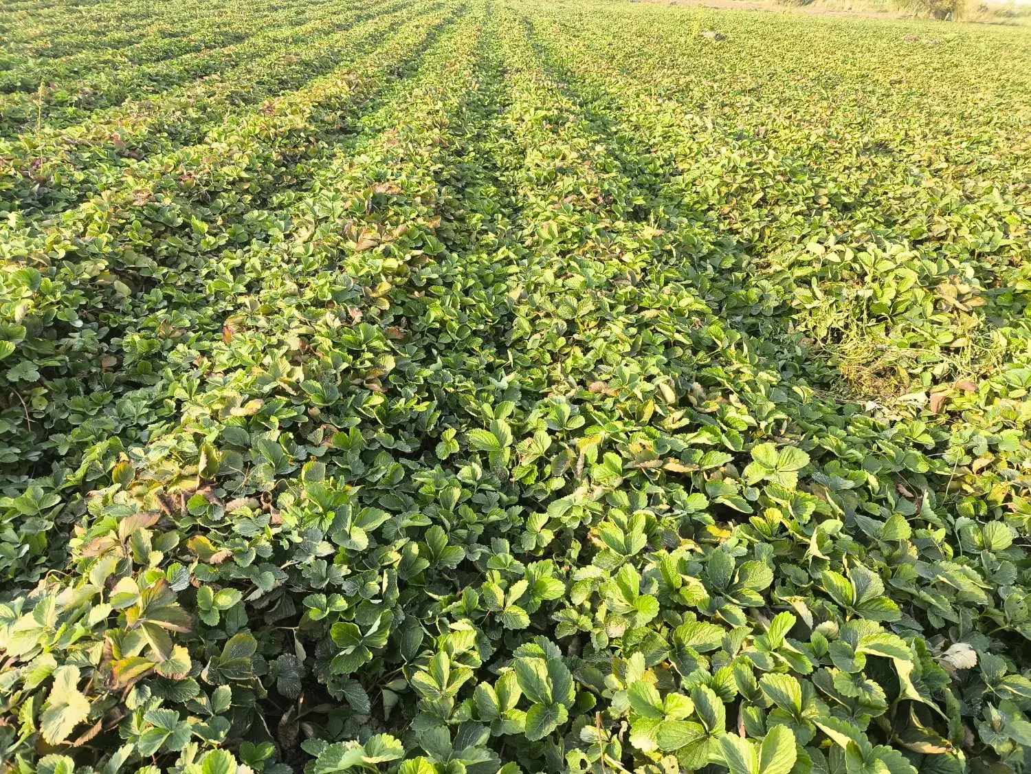 حراج نهال توت فرنگی سابرینا درجه ۱ نی ۱۵میلیون|عمده‌فروشی|خان ببین, |دیوار