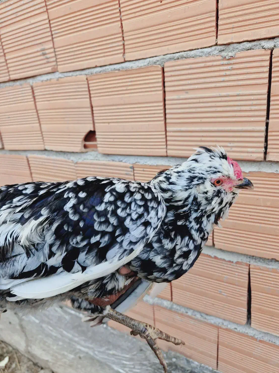 تخم نطفه دار مرغ گلین اصل|حیوانات مزرعه|گرگان, |دیوار