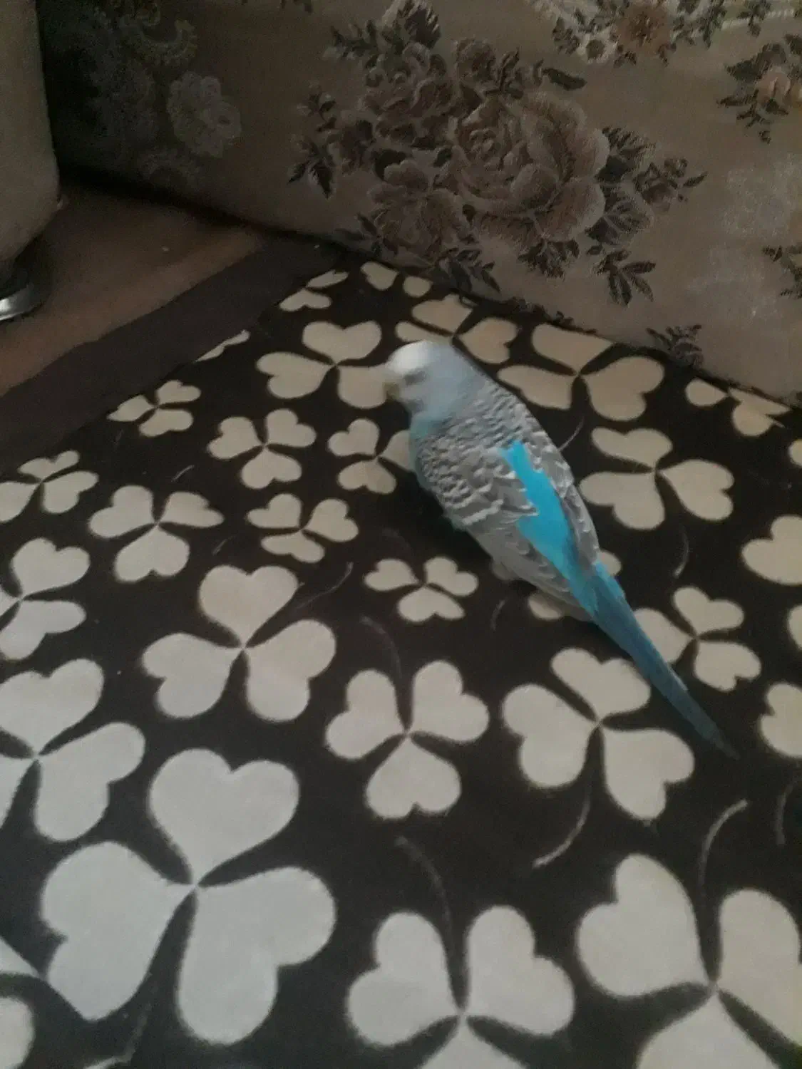 مرغ عشق|پرنده|فرخشهر, |دیوار