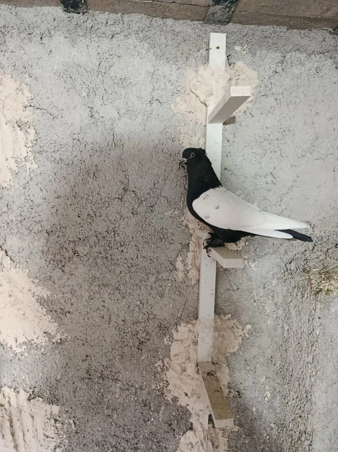 سینه سیاه|پرنده|مرودشت, بیست متری بیمارستان|دیوار