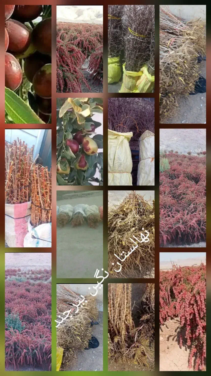 فروش نهال زرشک|خدمات باغبانی و درختکاری|زهان, |دیوار