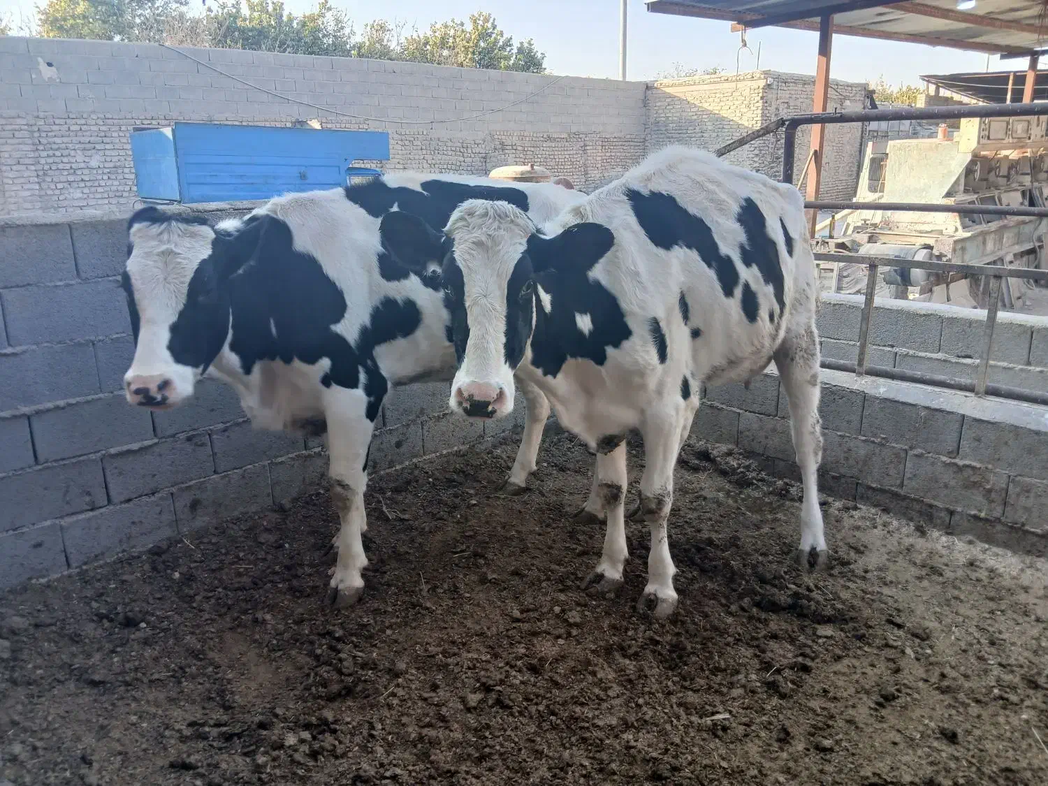 دوراس گاو درخمینی شهر|حیوانات مزرعه|خمینی‌شهر, |دیوار