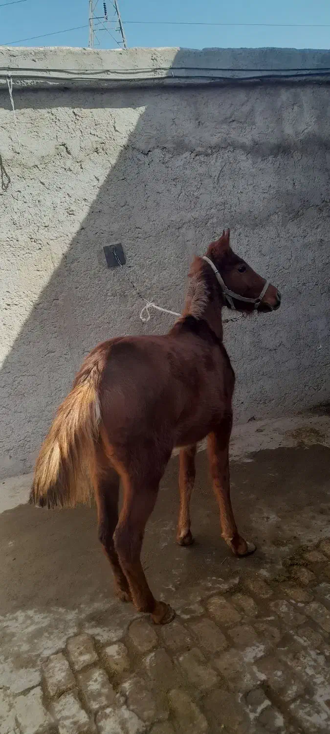 اسب|اسب و تجهیزات اسب‌سواری|رفسنجان, |دیوار