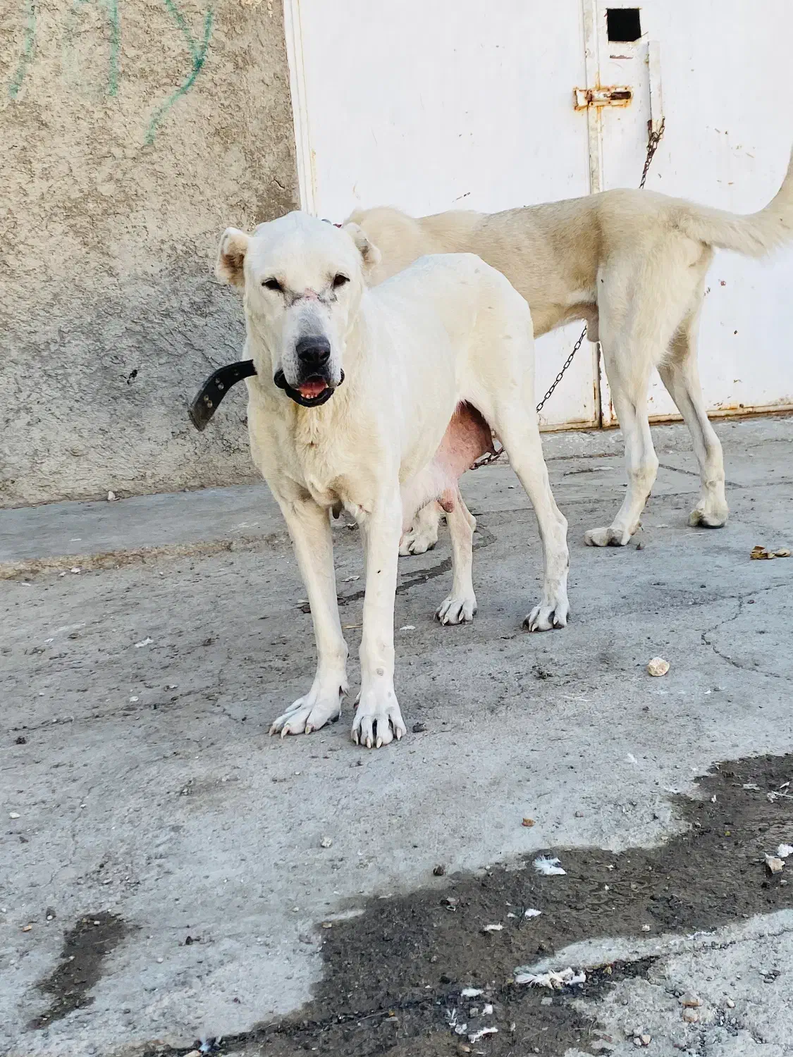 سگ ماده خراسانی|سگ|سمنان, |دیوار