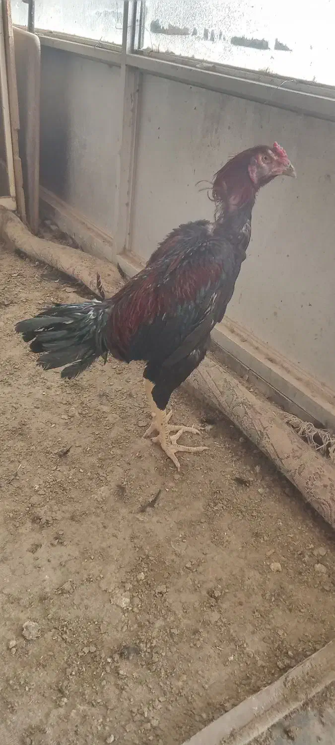 تخم مرغ لاری نطفه دار نسل خوب|حیوانات مزرعه|کرج, حسن آباد|دیوار