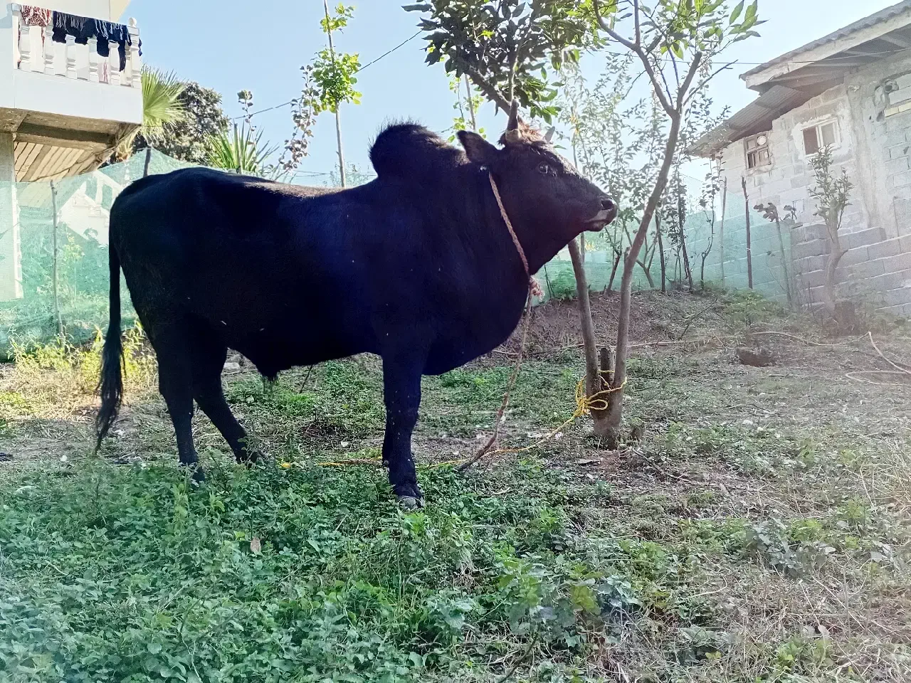 گاو و کل محلی دست پا بلند|حیوانات مزرعه|رحیمآباد, |دیوار