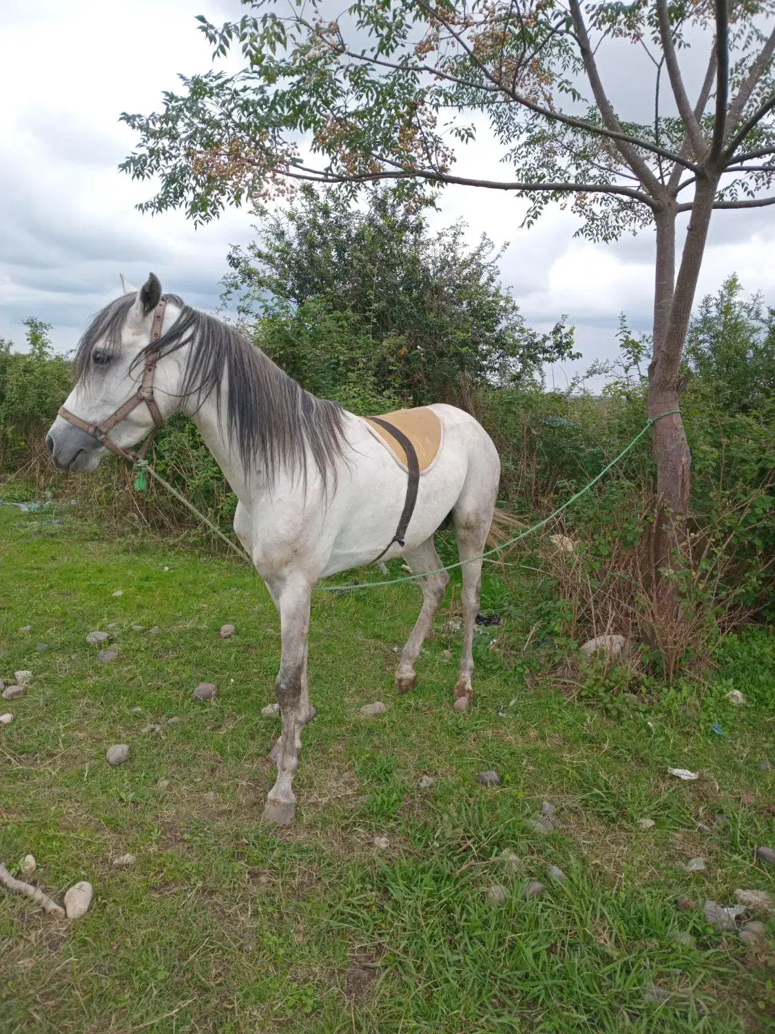 اسب عرب مسابقه ایی|اسب و تجهیزات اسبسواری|سنگر, |دیوار