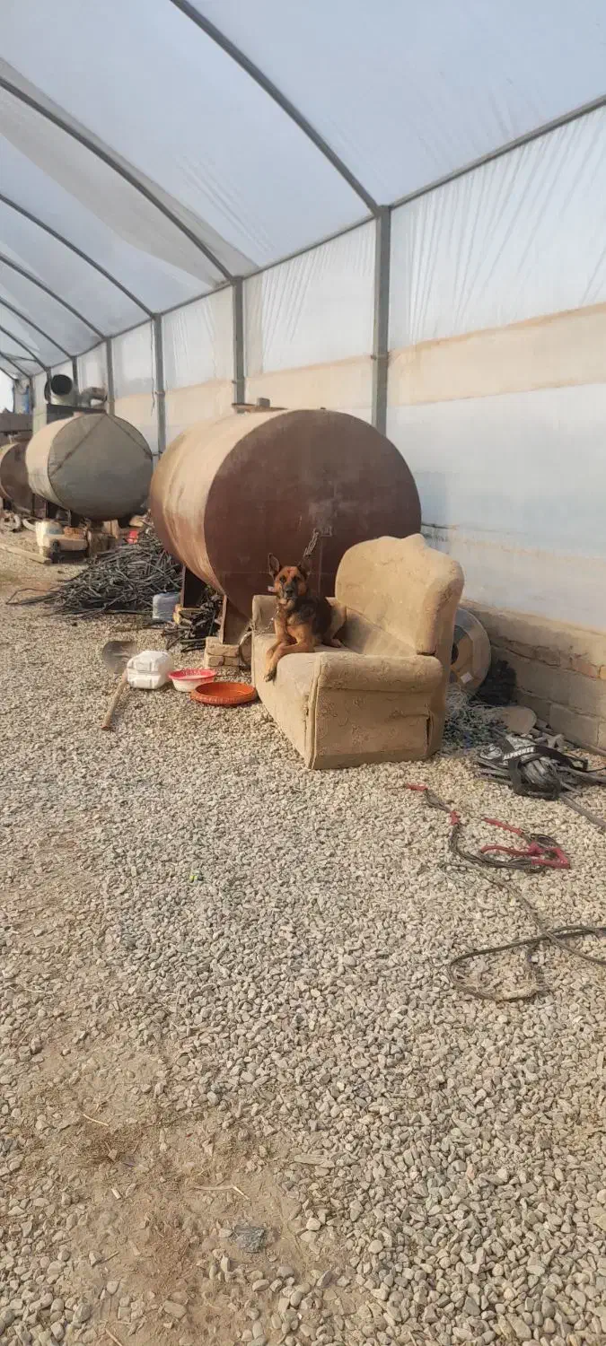 سگ ژرمن ماده|سگ|کرج, شهرک سهرابیه|دیوار