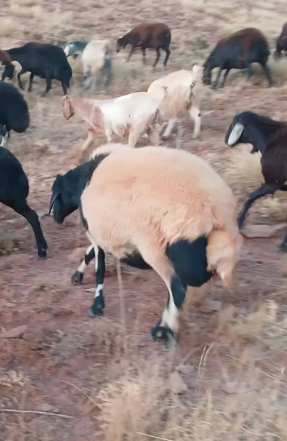 گوسفند افشاری|حیوانات مزرعه|تکاب, |دیوار