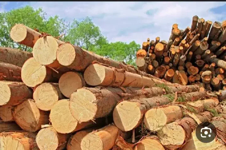 تعدادی چوب مرغوب وخشک|عمده‌فروشی|زنجانرود, |دیوار