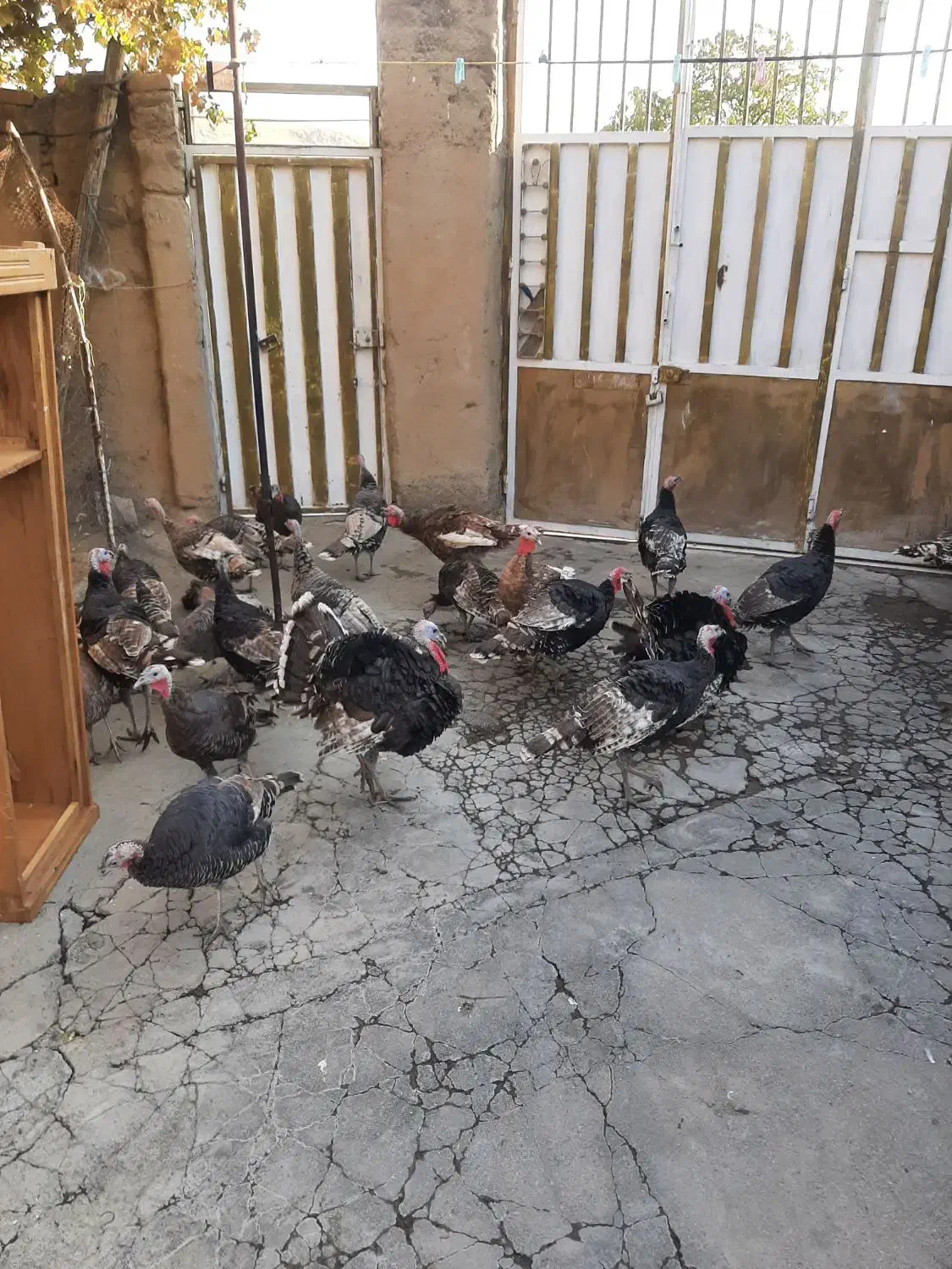 بوقلمون برنزه|حیوانات مزرعه|بروجرد, |دیوار