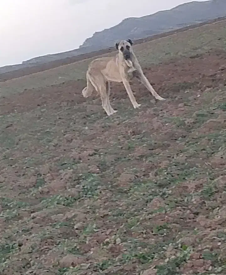 ماده سرابی 11ماهه|سگ|پارسآباد, |دیوار