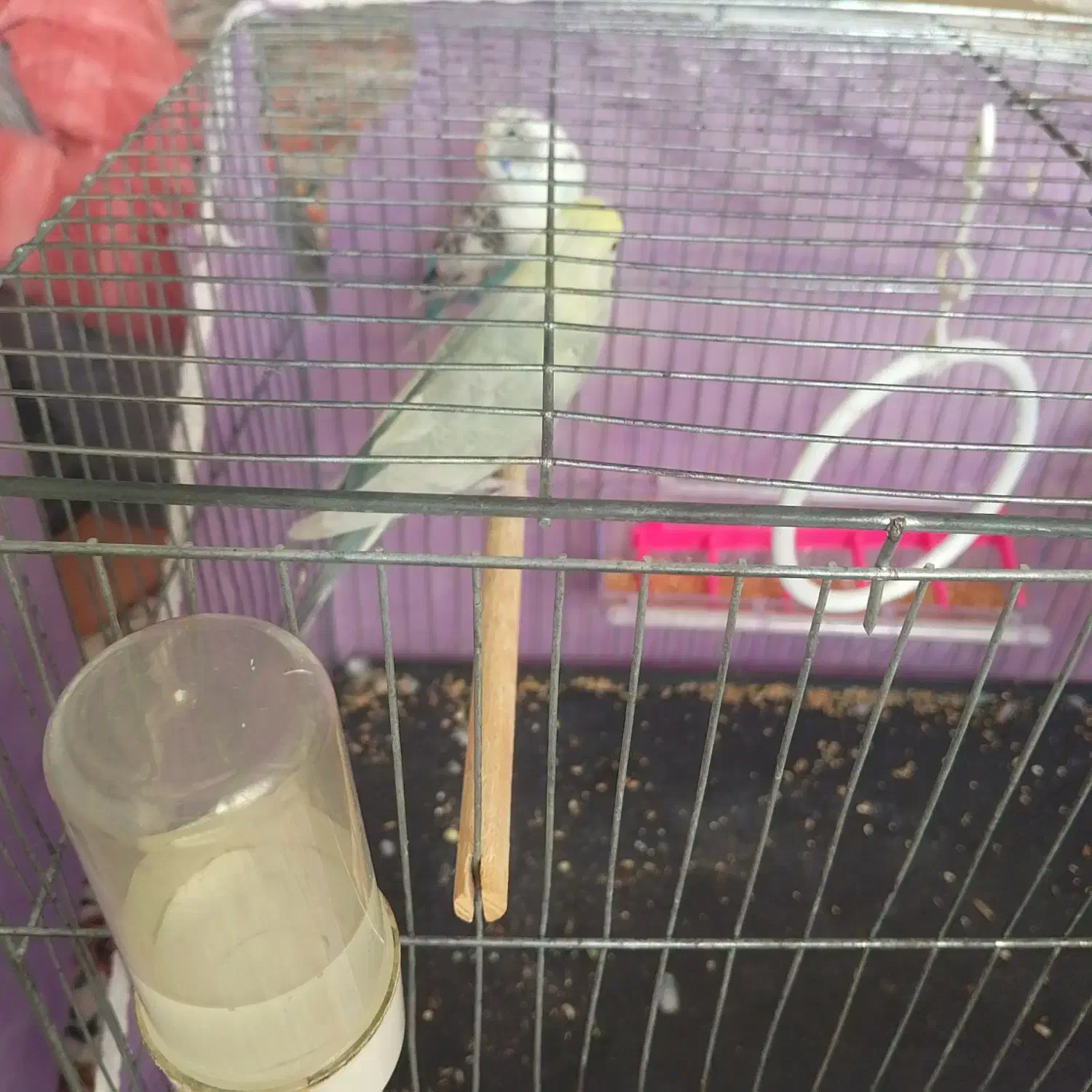 مرغ عشق|پرنده|زنجان, |دیوار