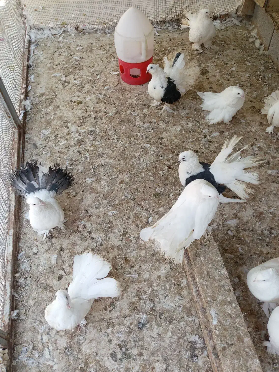 کبوتر چتری|پرنده|بندر دیر, |دیوار