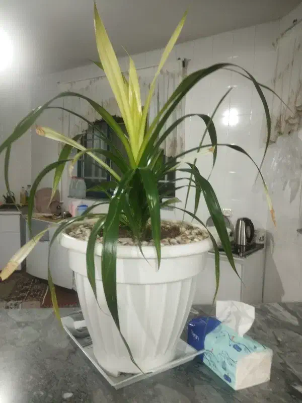 گل.   .|گل و گیاه طبیعی|بانه, |دیوار