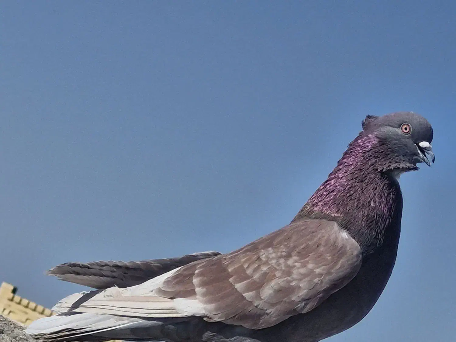 گلی تهرونی|پرنده|بم, |دیوار