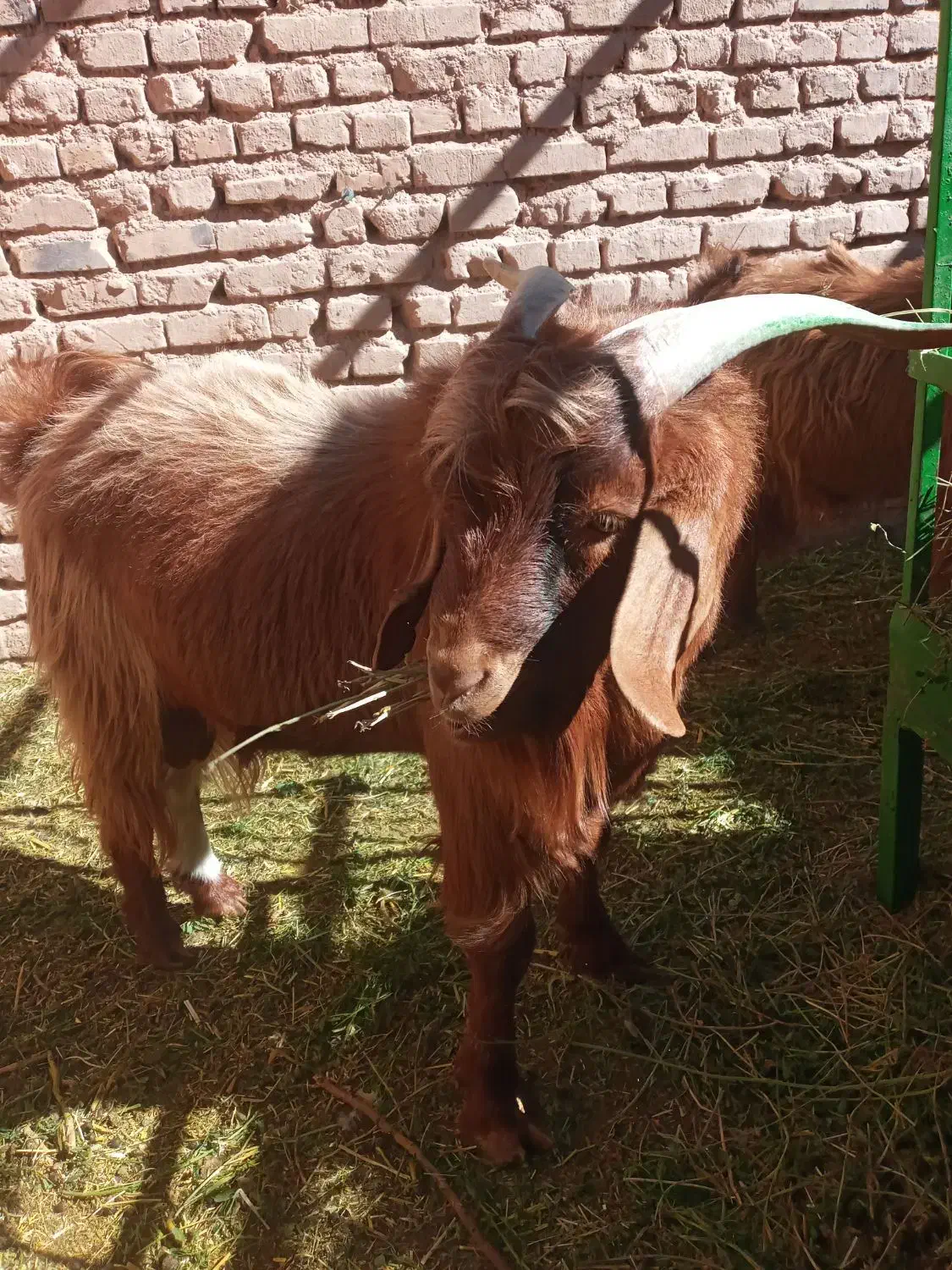 بزغاله فروشی|حیوانات مزرعه|قائن, |دیوار